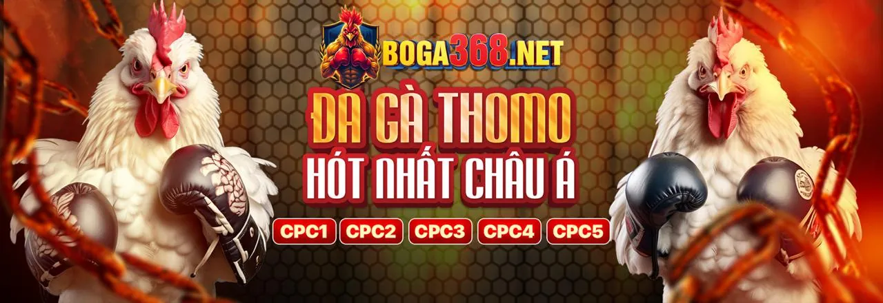 Hình ảnh đá gà Thomo trực tuyến